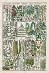 Fern Chart