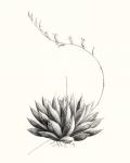 Graphic Succulents IV