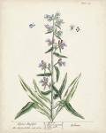 Antique Herbs II