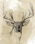 Burnished Buck I