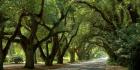 Canopy Road Panorama II