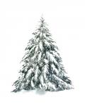 Blue Spruce I