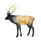 Elk Aglow I