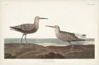 Pl. 344 Long-legged Sandpiper