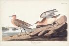 Pl. 265 Buff-breasted Sandpiper