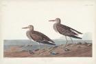 Pl. 294 Pectoral Sandpiper