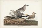 Pl. 334 Black-bellied Plover