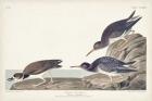 Pl. 284 Purple Sandpiper