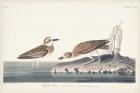 Pl. 209 Wilsons Plover