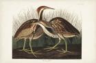 Pl. 337 American Bittern