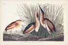 Pl. 210 Least Bittern