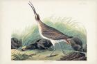 Pl. 237 Hudsonian Curlew