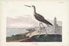 Pl. 269 Greenshank