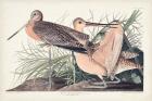 Pl. 238 Great Marbled Godwit