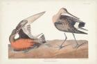 Pl. 258 Hudsonian Godwit