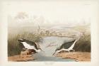 Pl. 310 Spotted Sandpiper