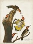 Pl. 37 Gold-winged Woodpecker