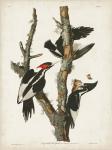 Pl. 66 Ivory-billed Woodpecker