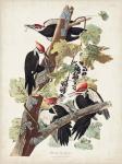 Pl. 111 Pileated Woodpecker