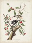 Pl. 112 Downy Woodpecker