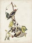 Pl. 190 Yellow-bellied Woodpecker