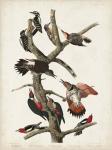 Pl. 416 Hairy Woodpecker