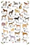 Dog Alphabet