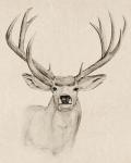 Natural Buck I