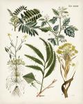 Fanciful Ferns I
