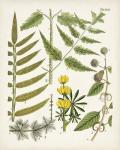 Fanciful Ferns II