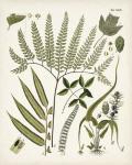 Fanciful Ferns III