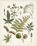 Fanciful Ferns VI
