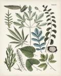 Fanciful Ferns VII