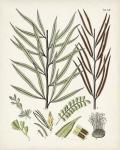 Fanciful Ferns VIII