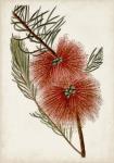 Bottle Brush Flower I