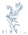 Antique Botanical in Blue II