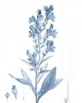 Antique Botanical in Blue III