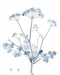 Antique Botanical in Blue IV