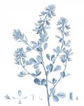 Antique Botanical in Blue VIII