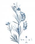 Antique Botanical in Blue IX