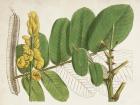 Tropical Foliage & Fruit II