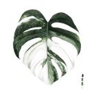 Variegated Monstera I