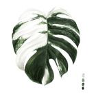 Variegated Monstera II