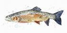 Watercolor Rainbow Trout II