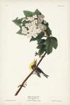 Pl. 119 Yellow-throated Vireo