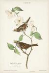 Pl.8 White-throated Sparrow