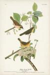 Pl. 23 Yellow-breasted Warbler
