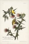 Pl. 33 American Gold Finch