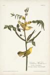 Pl. 35 Children's Warbler