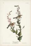 Pl. 59 Chestnut-sided Warbler